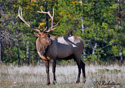 Cervus elaphus nelsoni